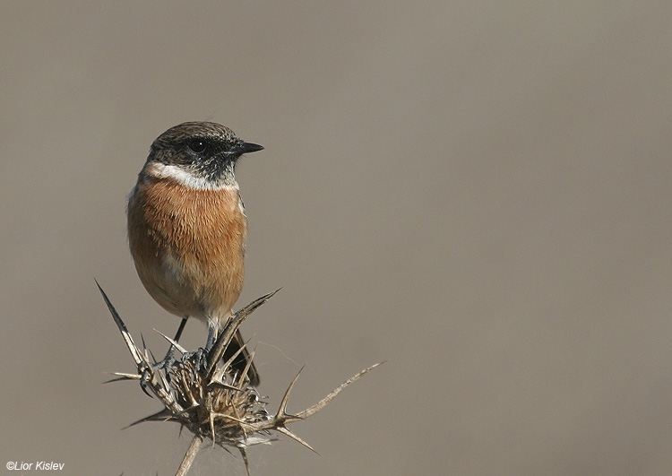     European Stonechat  Saxicola rubicola                  , , 2009.: 